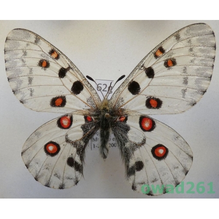 Parnassius nomion yunan male China62g